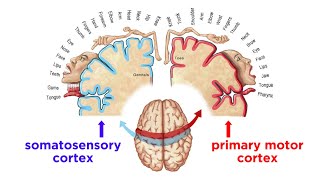 The Sensorimotor System and Human Reflexes [upl. by Asher]