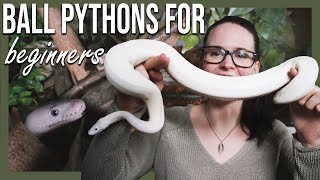 BALL PYTHONS FOR BEGINNERS How to setup terrarium [upl. by Essilec]