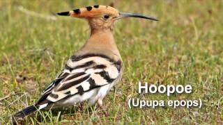 Hoopoe Bird Call and Pictures for Teaching BIRDSONG [upl. by Kieryt]