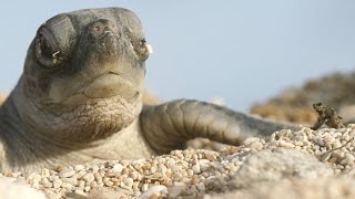 Turtle Hatchlings Face Death While Dashing to Ocean [upl. by Bum]