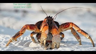 Facts The Coconut Crab Robber Crab [upl. by Hannahsohs]