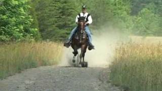 Reverand Homer  Single Footer Stallion [upl. by Jaynes]