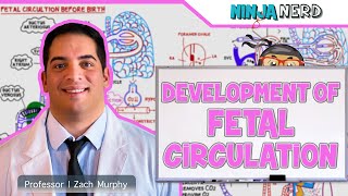 Embryology  Development of Fetal Circulation [upl. by Norreht]