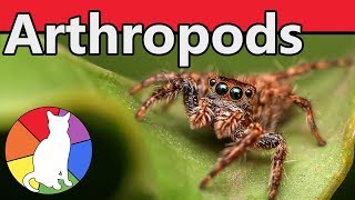 Arthropods  Animal Fact Files [upl. by Duahsar]