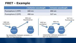 Fluorescence Spectroscopy Tutorial  Typical Applications [upl. by Querida]