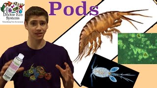 Copepods and Rotifers Info Does your Tank Need Them [upl. by Asirap353]