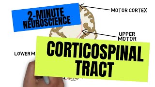 2Minute Neuroscience Corticospinal Tract [upl. by Eben26]