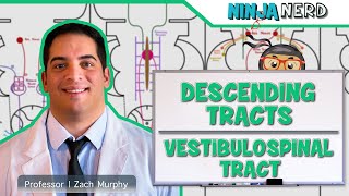 Neurology  Descending Tracts Vestibulospinal Tract [upl. by Enrichetta93]