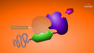 How Intracellular Receptors Regulate Gene Transcription  Animation [upl. by Negaet244]