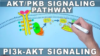 AKTPKB Signaling Pathway  PI3k Signaling [upl. by Ledda]