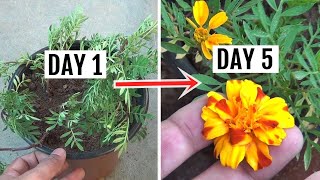 FASTEST Way to Get Blooms on Marigold in Just 5 Days [upl. by Vladimar]