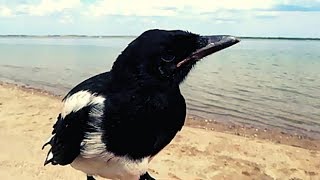 Saving a baby Magpie [upl. by Ysset]