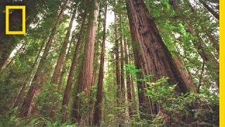 Experience the Magic of Redwood National Park  Short Film Showcase [upl. by Chico]