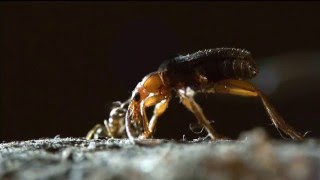 Bombardier beetle and ants [upl. by Tiphane]