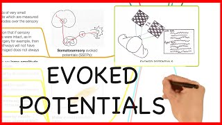 EVOKED POTENTIALS PHYSICS SERIES [upl. by Aloysia667]