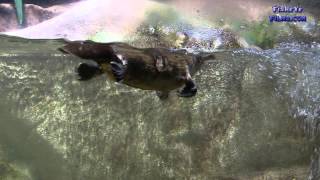 Australian Platypus swimming in a Public Aquarium [upl. by Annayad]