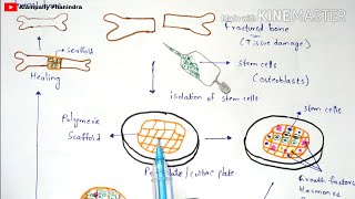 Tissue engineering  Technique  Procedure  Bio science [upl. by Somar416]