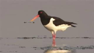 Oystercatcher [upl. by Azilem]