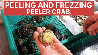 Collecting and freezing Peeler Crabs 🦀 sea fishing bait [upl. by Eessac428]