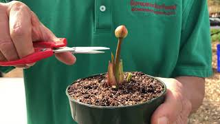 Should You Cut Off Sarracenia Flowers [upl. by Atis]