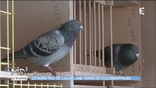 ANIMAUX  Le NordPasdeCalais une terre de colombophiles [upl. by Ethban]