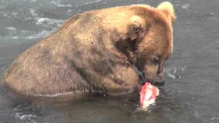 Alaska grizzly bear eating salmon [upl. by Vanden]