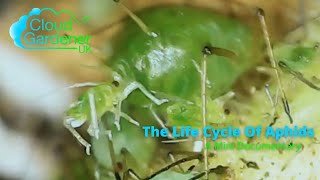 Life Cycle Of Aphids [upl. by Leamaj]