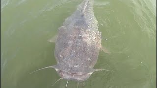 HUGE Flathead Catfish Sneaks Up On Fisherman [upl. by Doralin35]