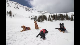 Arapahoe Basin Avalanche Dogs [upl. by Noiramed400]