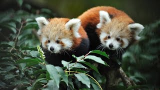 Ménagerie le zoo du Jardin des Plantes [upl. by Anayd]