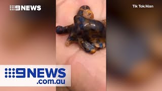 Tourist holds deadly blueringed octopus  Nine News Australia [upl. by Ddahc910]