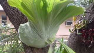 Australian Giant Staghorn Fern Platycerium superbum [upl. by Ave]