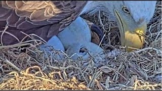 WATCH Baby Eagles expected to hatch in Dulles Virginia [upl. by Fairfield376]