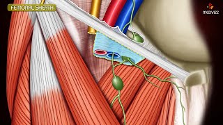 ANATOMY OF FEMORAL TRIANGLE  FEMORAL CANAL  FEMORAL SHEATH Animation [upl. by Wolford]