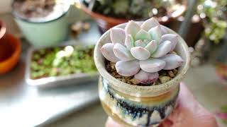 How To Grow Succulents Indoors [upl. by Aile]