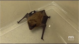 How to Safely Capture a Bat [upl. by Schumer]