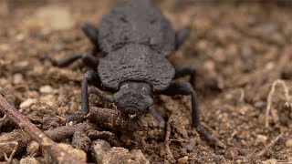 Diabolical Ironclad Beetle Unlocking the secrets of its supertough design [upl. by Airalednac]