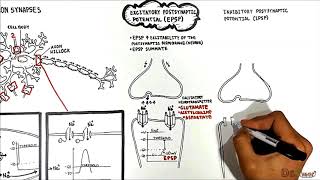 Neuron Neuron Synapses EPSP vs IPSP [upl. by Felita]