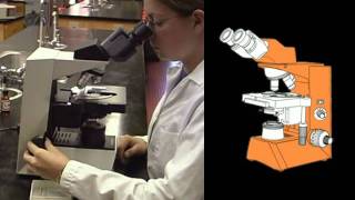 Part 4 How to Use Stereo and Compound Microscopes [upl. by Tecu625]