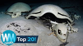 ¡Top 20 Cosas Más ESPELUZNANTES Encontradas en el Océano [upl. by Lauer]