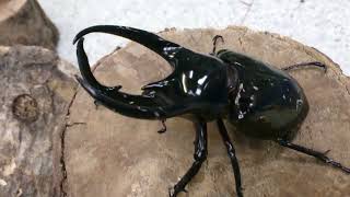 Rhino Beetle  Chalcosoma caucasus [upl. by Anaujd]