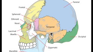 Craniosacral Osteopathy  Skull Cranial Rhythmic Motions [upl. by Aerahs]