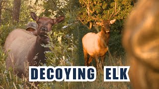 Decoying Elk [upl. by Nnaasil422]