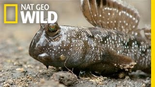 A Mudskipper Battle  South Africa [upl. by Oys]