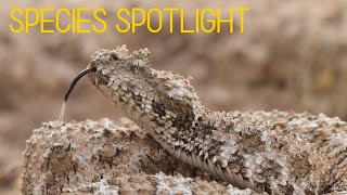 Species Spotlight IRANIAN SPIDERTAILED VIPER Pseudocerastes urarachnoides [upl. by Hamas]