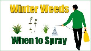 When to Treat Winter Weeds [upl. by Christoffer417]