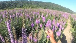 Dense Blazingstar  Liatris spicata at Ion Exchange [upl. by Bussey947]