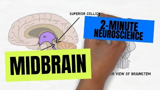 2Minute Neuroscience Midbrain [upl. by Anni]