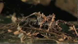 Portia Fimbriata The Fringed Jumping Spider [upl. by Airbmac]