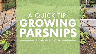 A Quick Tip on Growing Parsnips [upl. by Hunley165]